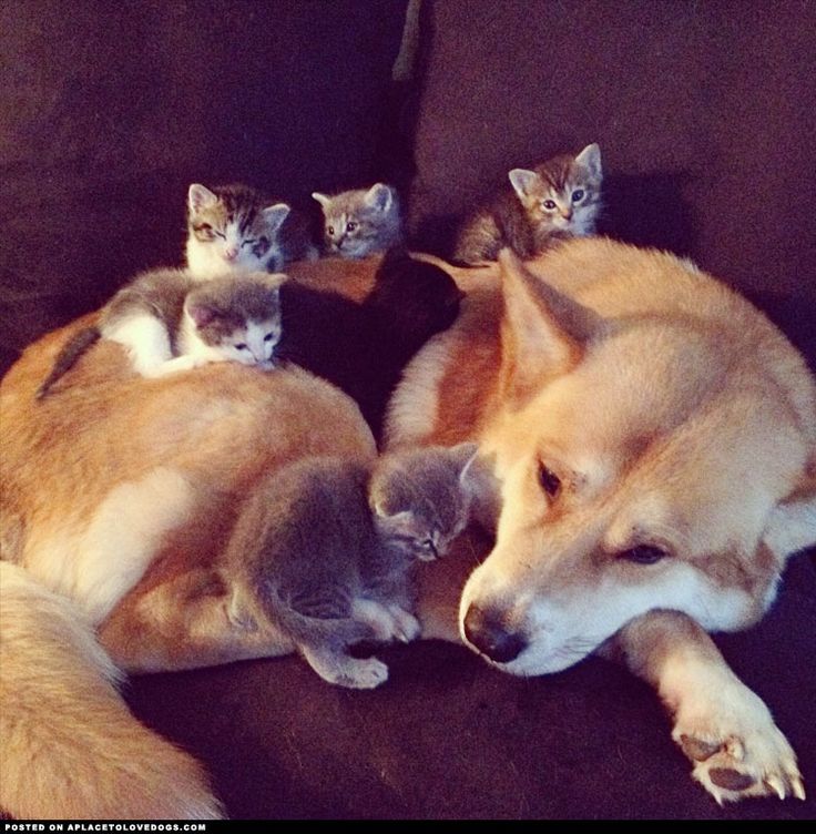 akita inu kittens