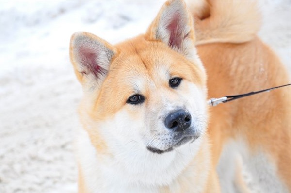 akita inu listen