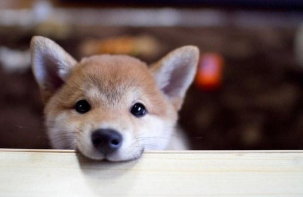 akita inu pup