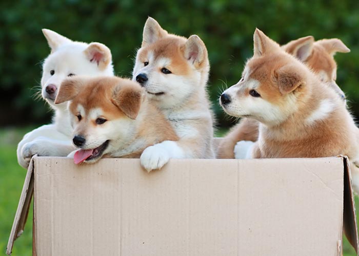 akita inu puppies