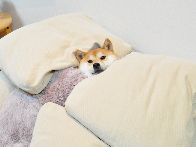 akita inu sleep on bed