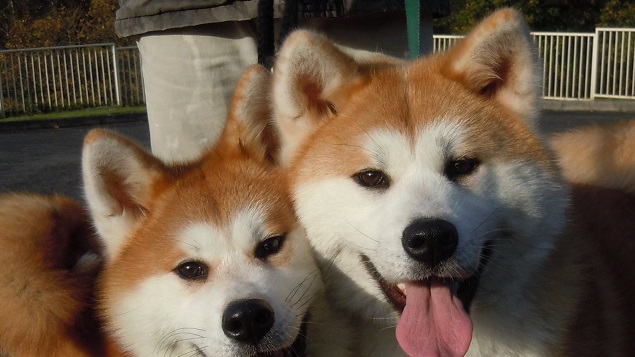 12 Realities That New Akita Inu Owners Must Accept 3