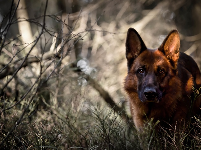 16 Reasons German Shepherds Are The Worst Indoor Dog Breeds Of All Time 5 amazing german shepherd photo