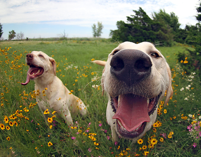 16 Reasons Labradors Are The Worst Indoor Dog Breeds Of All Time 5 amazing labradors photo summer meadow