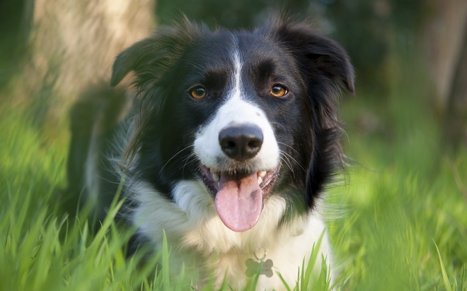 amazing photo border collie face