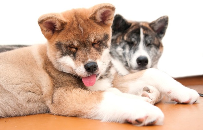 awesome akita inu photo