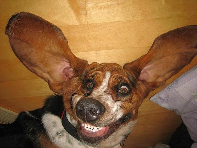 basset hound crazy