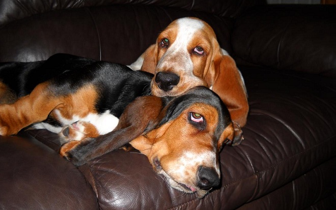 12 Realities That New Basset Hound Owners Must Accept 7