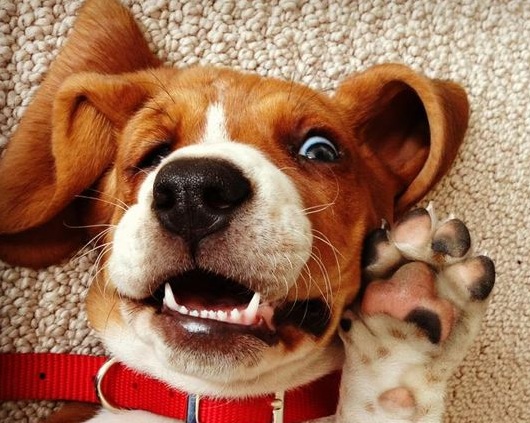 basset hound funny