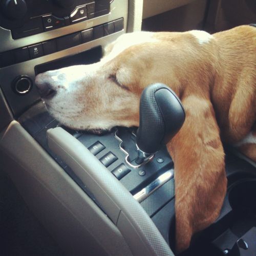 basset hound in car
