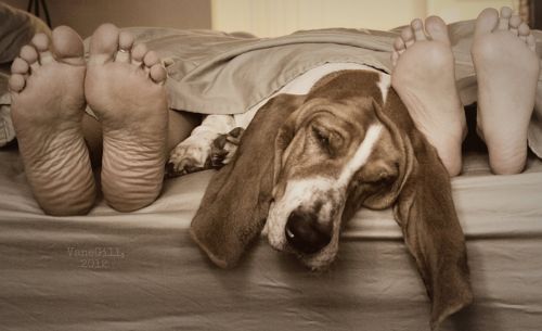 basset hound nap time