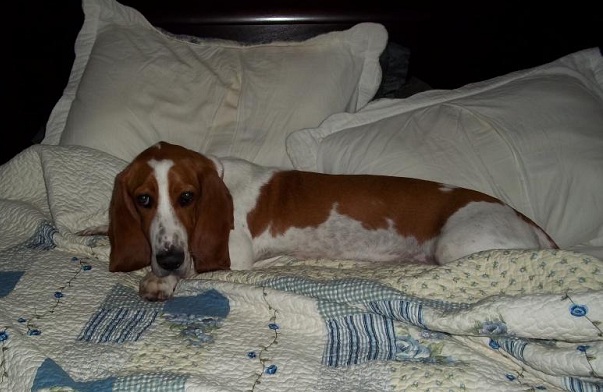 basset hound on bed