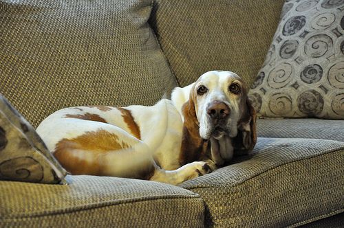basset hound on couch