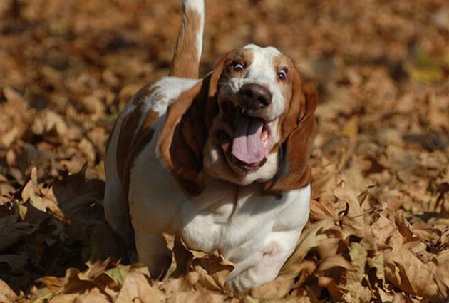 12 Realities That New Basset Hound Owners Must Accept 1