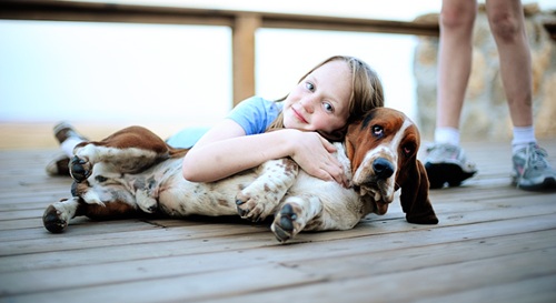 basset hound todler