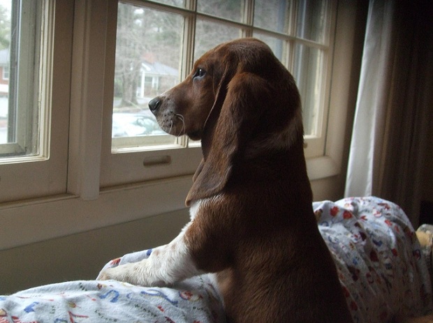 basset hound waiting