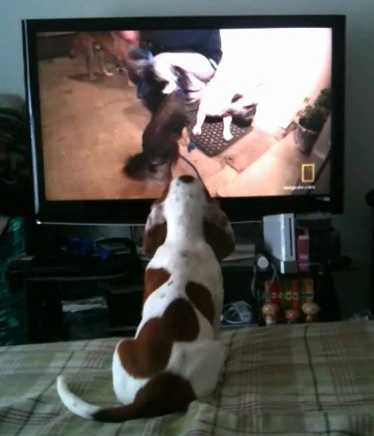 basset hound watching tv