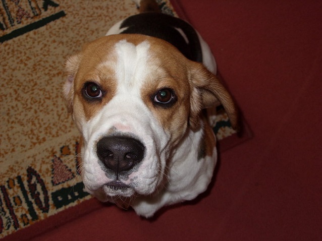 12 Realities That New Beagle Owners Must Accept 13 beagle eyes dogs photo pics