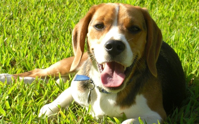 12 Realities That New Beagle Owners Must Accept 7 beagle green grass happy