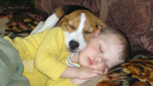 12 Realities That New Beagle Owners Must Accept 5