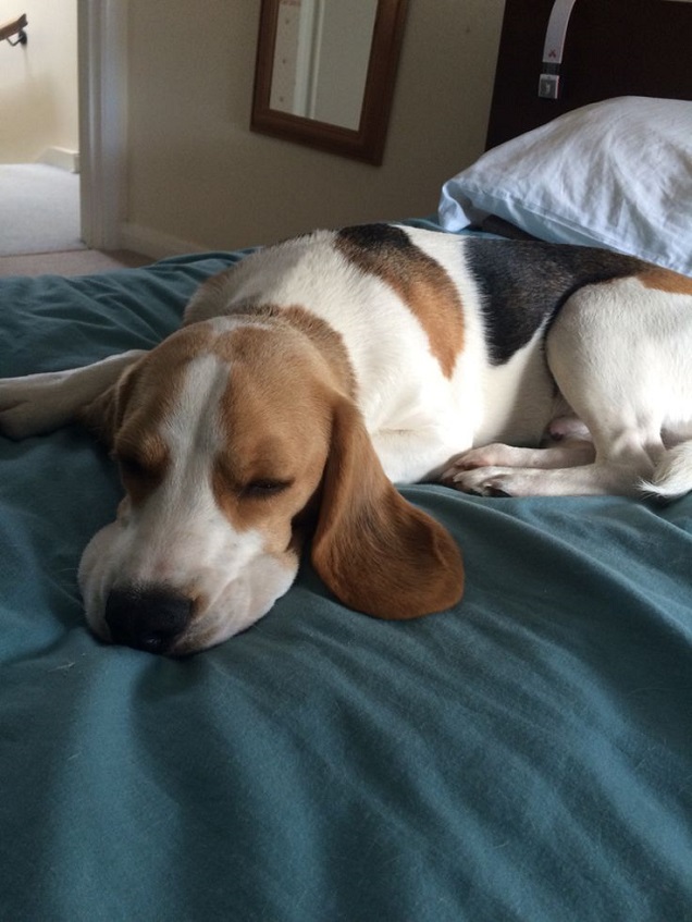 12 Realities That New Beagle Owners Must Accept 1 beagle on bed sleep