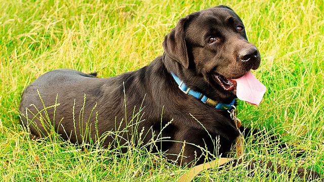 16 Reasons Labradors Are The Worst Indoor Dog Breeds Of All Time 6 beautiful black labrador retriever green grass