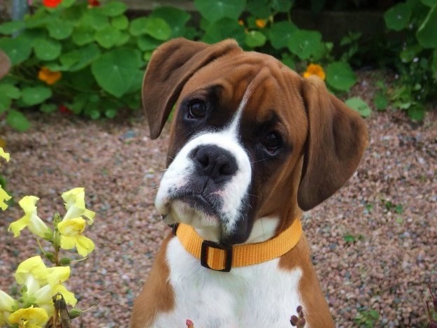 beautiful boxer dog face