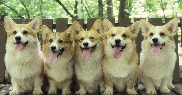 10 Horrifying Things You Didn’t (Want to) Know About Corgis 13