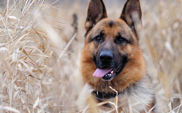 16 Reasons German Shepherds Are The Worst Indoor Dog Breeds Of All Time 4 beautiful german shepherd face photo