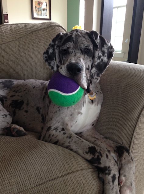 beautiful great dane pics couch ball