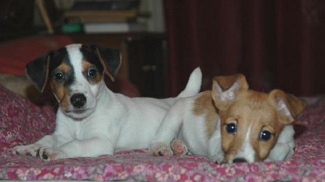 12 Horrifying Things You Didn’t Know About Jack Russells 2 12 Horrifying Things You Didn’t Know About Jack Russells 2
