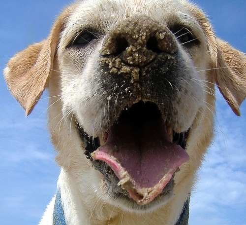 16 Reasons Labradors Are The Worst Indoor Dog Breeds Of All Time 4 beautiful labrador face sand nose