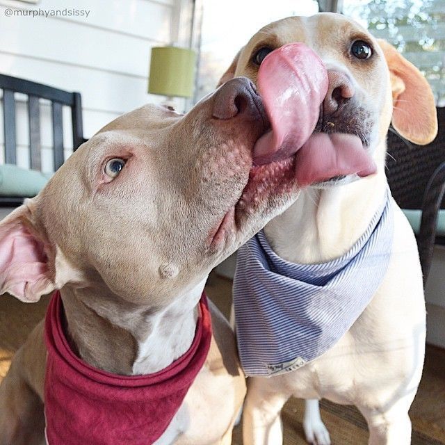 12 Realities That New Pit Bull Owners Must Accept 6 beautiful pit bulls tongues