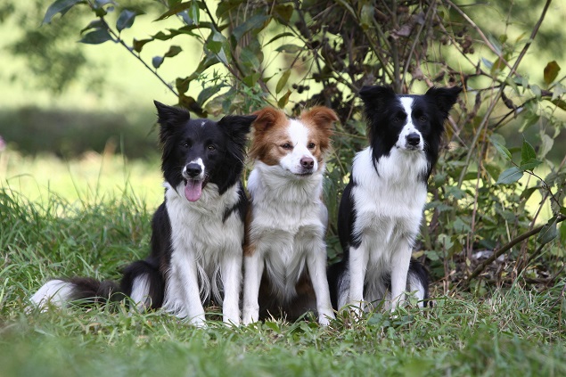 beautiful young border collies