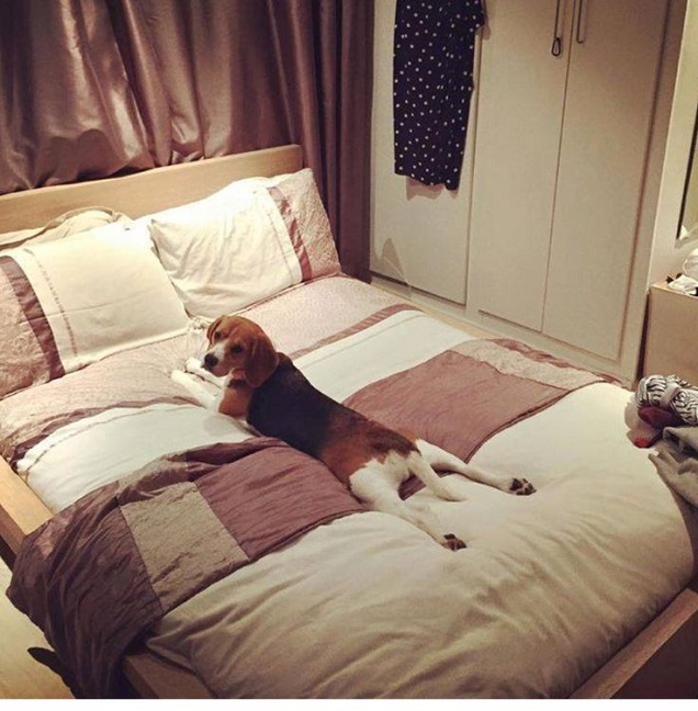 12 Realities That New Beagle Owners Must Accept 2 bed beagle photo funny