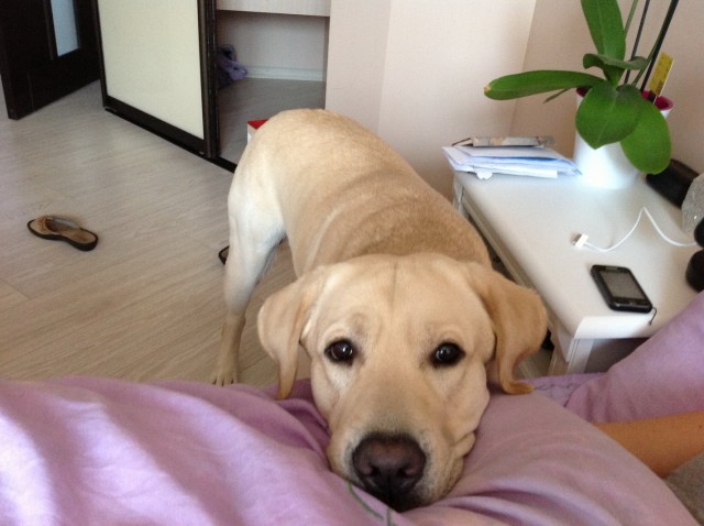 16 Reasons Labradors Are The Worst Indoor Dog Breeds Of All Time 9 begging labrador photo face bed