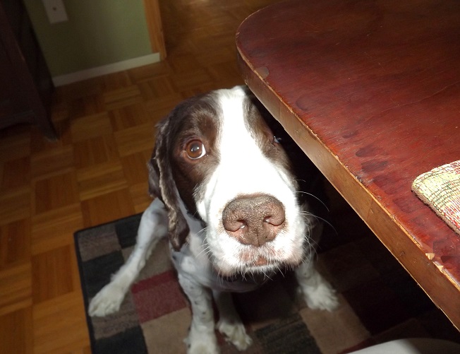 16 Reasons Springer Spaniels Are The Worst Indoor Dog Breeds Of All Time 6 begging springer spaniel