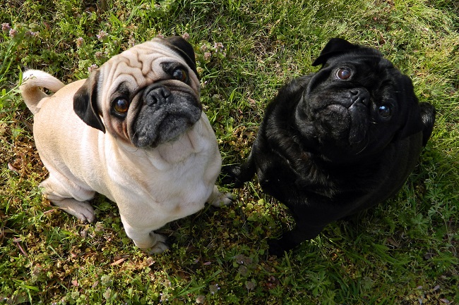 black and white pugs photo faces