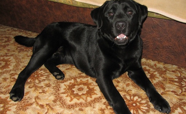 16 Reasons Labradors Are The Worst Indoor Dog Breeds Of All Time 11 black lab dog eyes lying photo