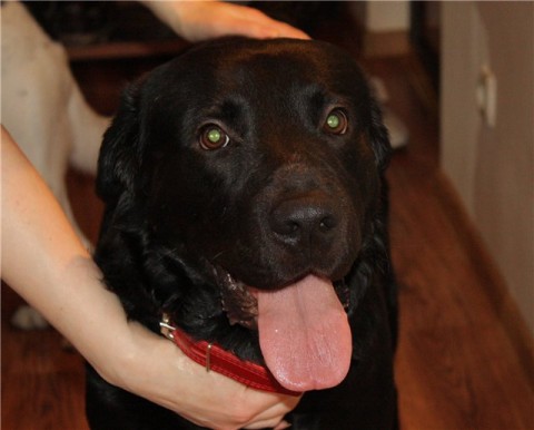 16 Reasons Labradors Are The Worst Indoor Dog Breeds Of All Time 2 black lab dog photo eyes pics