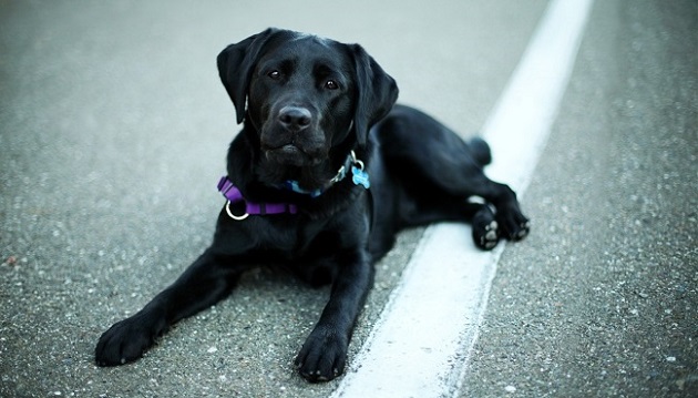 12 Realities That New Labrador Owners Must Accept 6