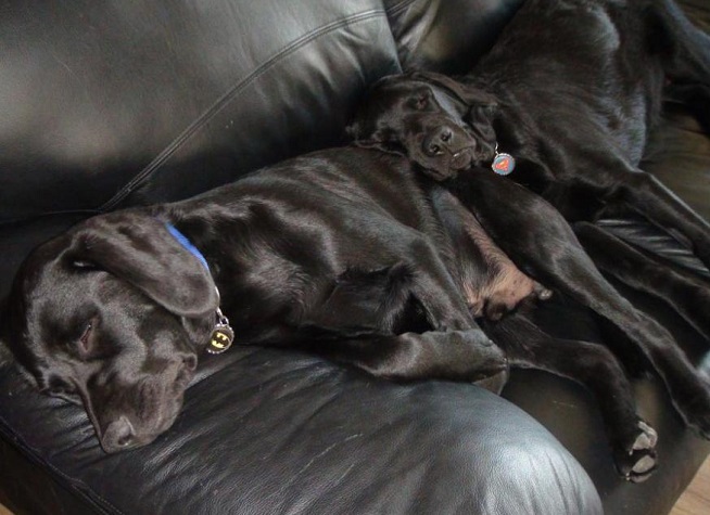 16 Reasons Labradors Are The Worst Indoor Dog Breeds Of All Time 8 black-labrador-puppies-taking-over-the-couch sleeping