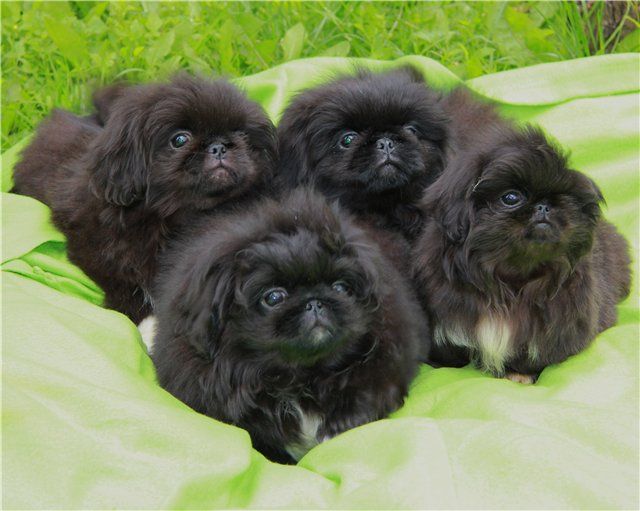 black pekingeses cute dogs