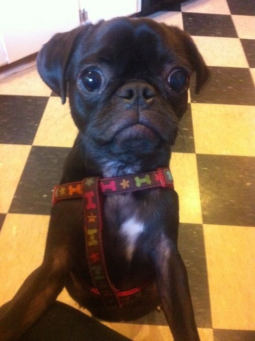 The 12 Most Pug Things That Have Ever Happened In The History Of Pugs 7 black pug want walk