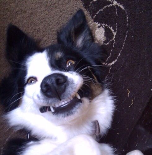 border collie crazy face