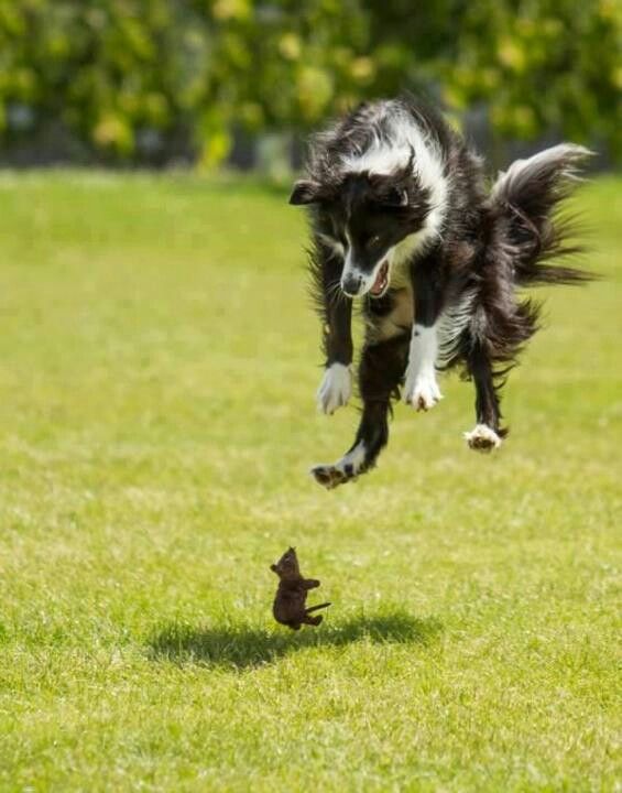 border collie crazy