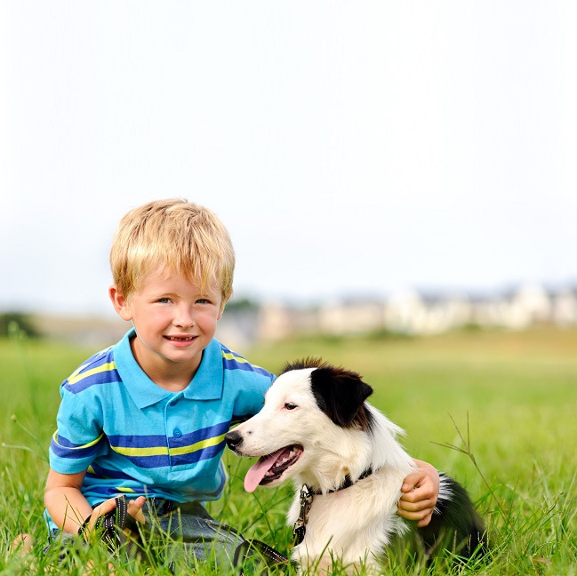 border collie cute kid green grass