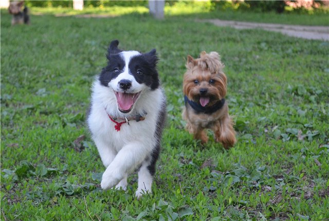 border collie dogs friends park