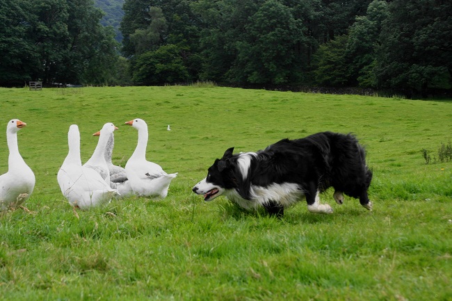 border collie geese funny pics