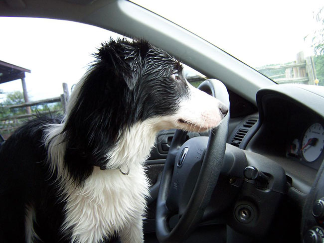 border collie in car